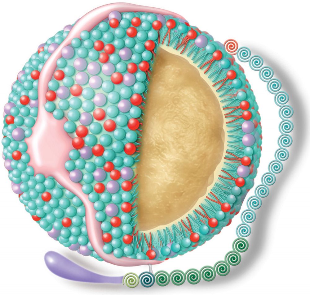 Lipoprotein(a) Erhöhung AFI